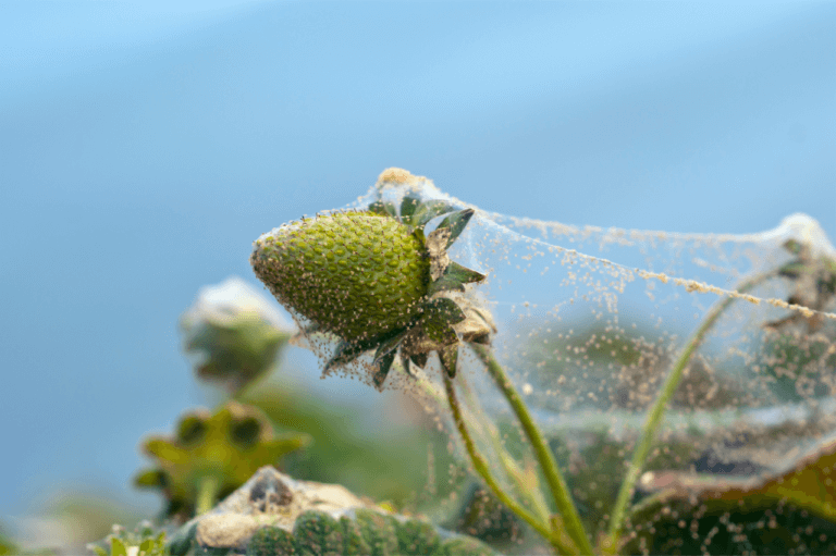 Hvordan bli kvitt spinnmidd på planter