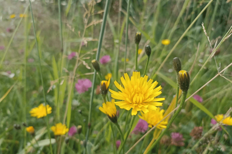 Beste blomster å plante for humler Slik hjelper du humlene