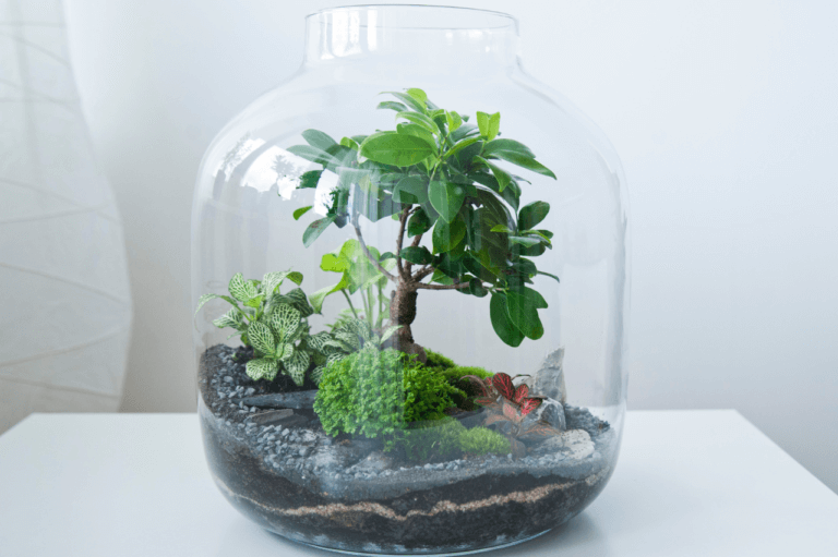 Hvilke planter passer i terrarium