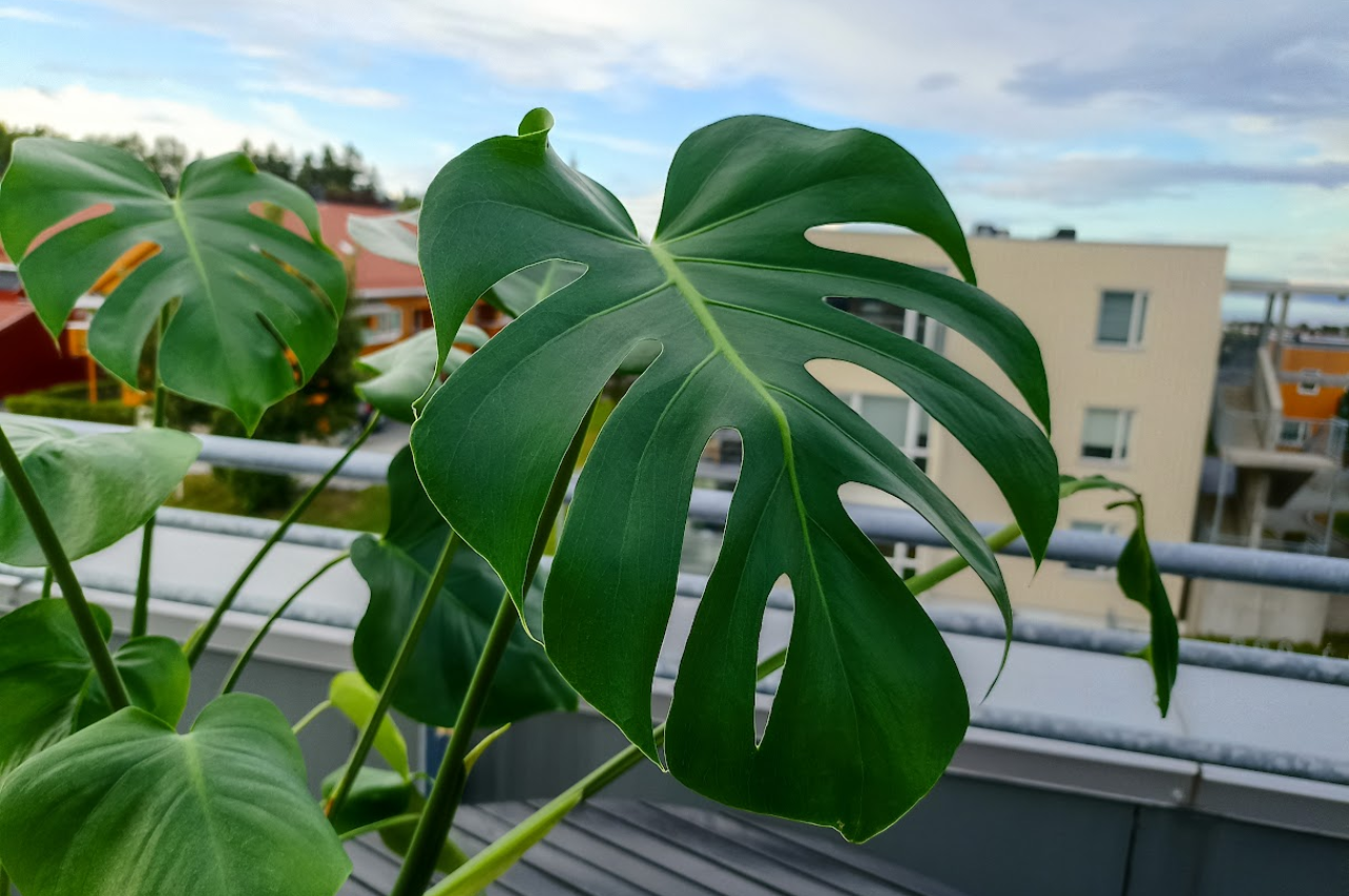 Hvordan Beskjære Monstera