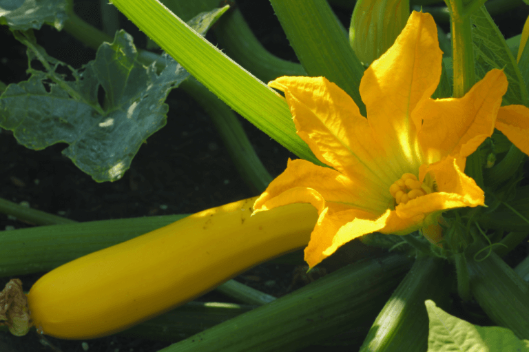 Hvordan dyrke squash