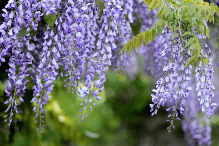 Stell og planting av blåregn (Wisteria)