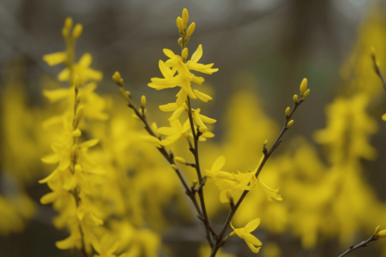 Alt om Forsythia (Gullbusk)